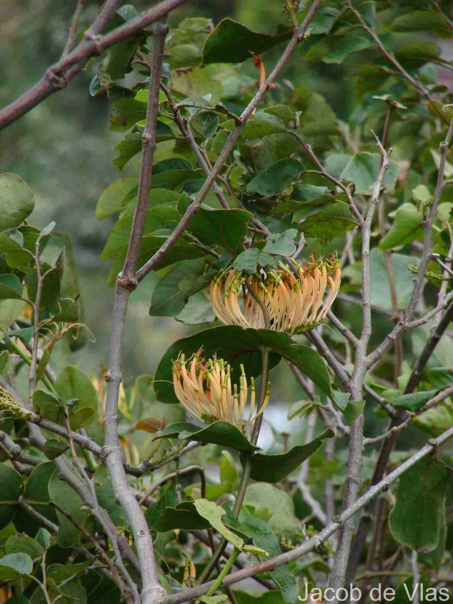 Dendrophthoe falcata (L.f.) Ettingsh.